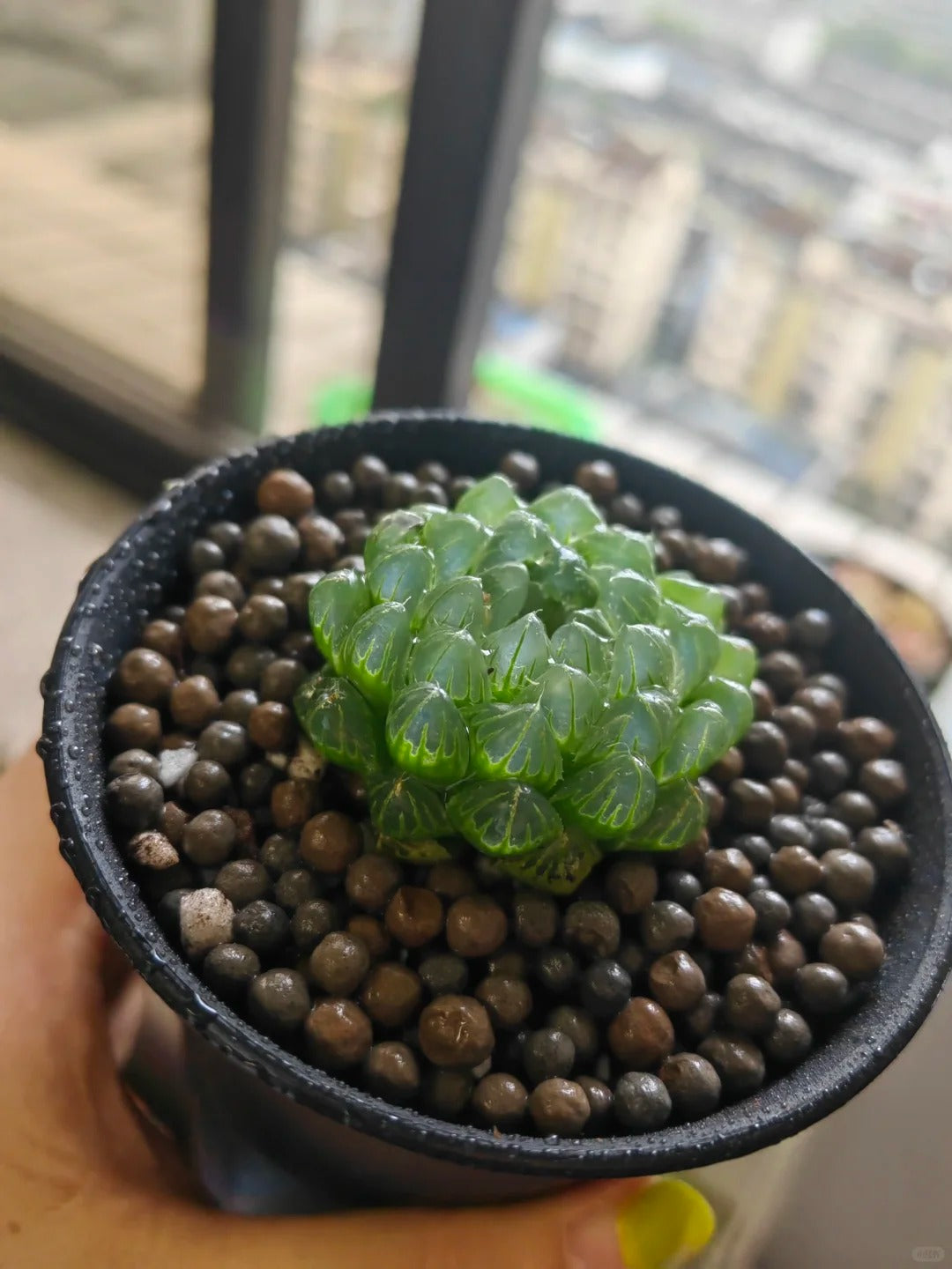 Haworthia Cooperi Var.Seed