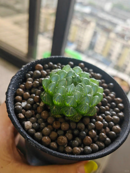 Haworthia Cooperi Var.Seed