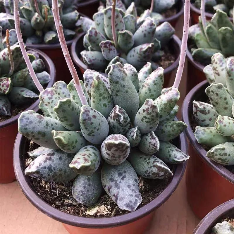 Rare Succulent -Adromischus Cooperi v. Festivus