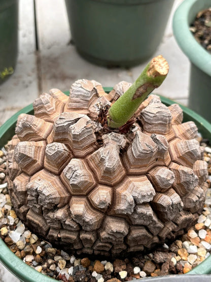 Turtle Ankylosaurus succulent