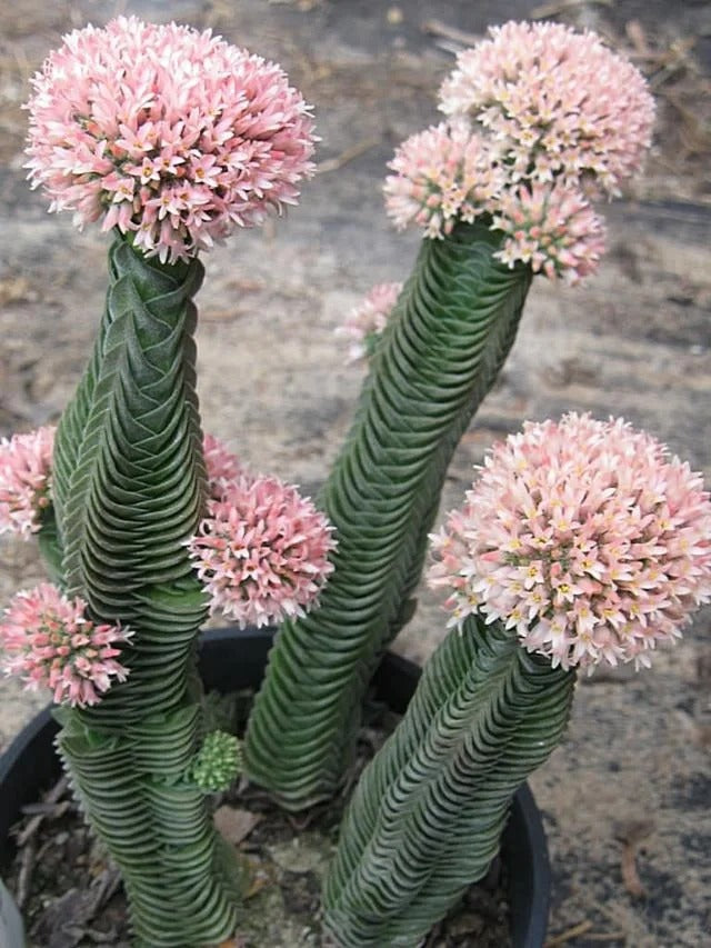 Crassula 'Buddha's Temple'