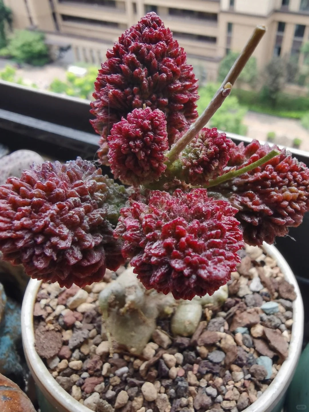 Adromischus herrei (Syn: Adromischus marianae fa. herrei)