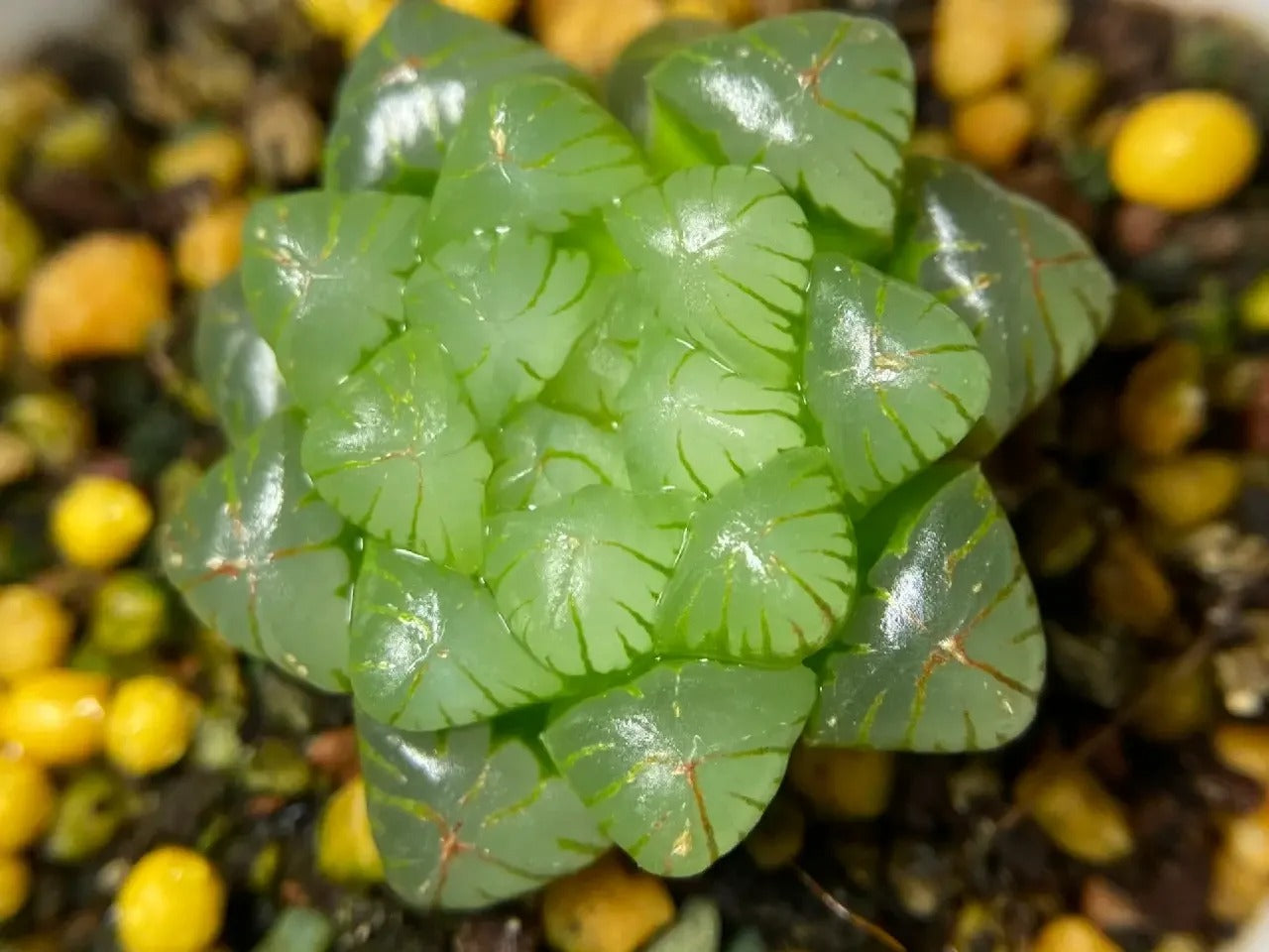 Haworthia obtusa var.pilifera - succulent plant with thick succulent leaves