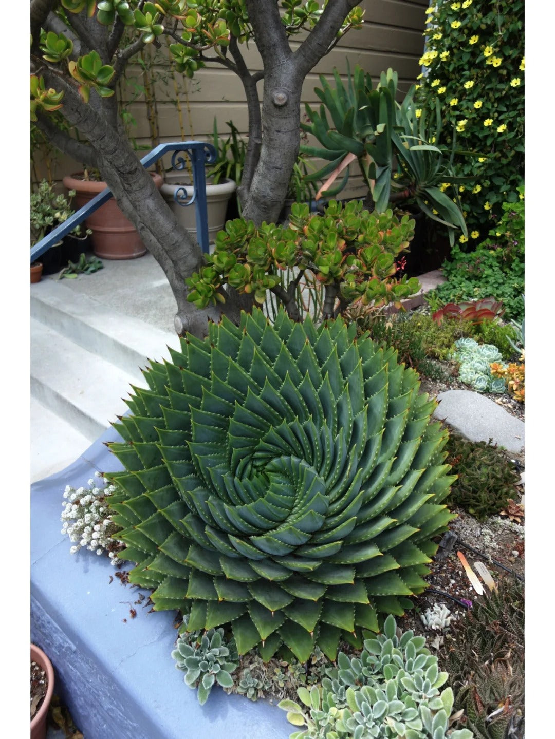 Aloe polyphylla Pillans