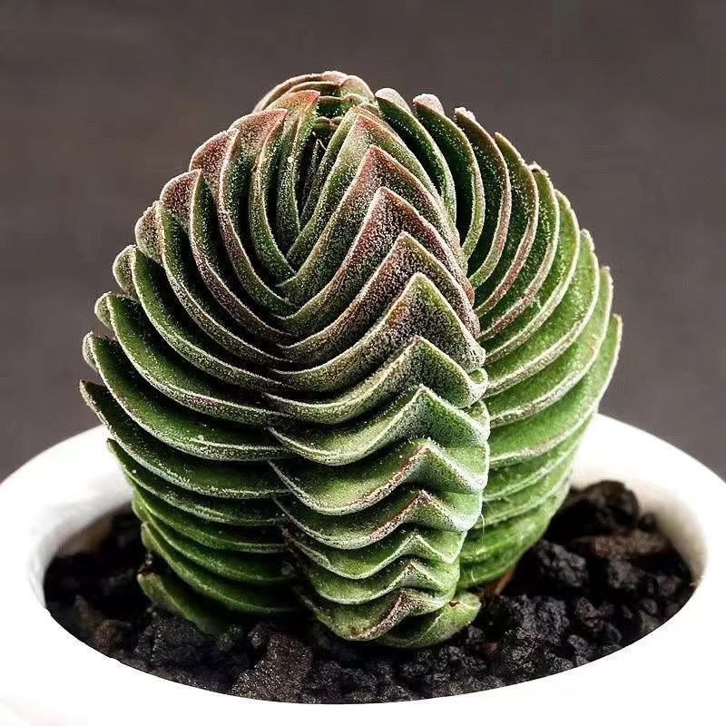 Crassula 'Buddha's Temple'