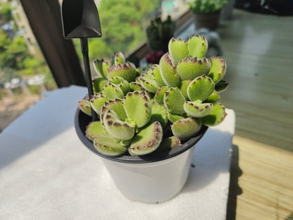 Bear Boy - succulent plants