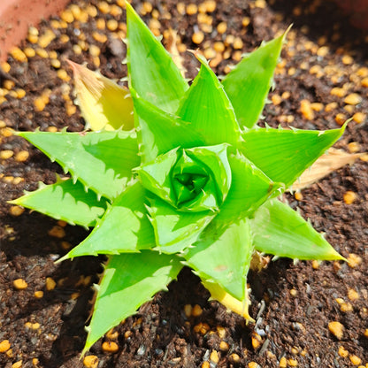 Aloe polyphylla Pillans