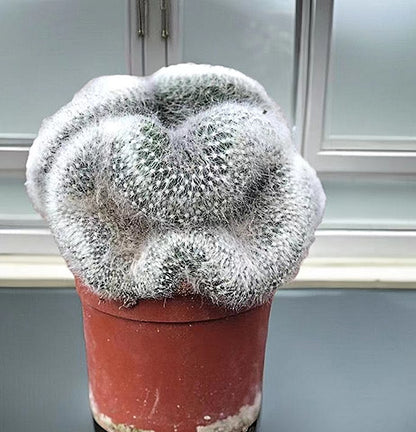 Fragrant Pill Cactus