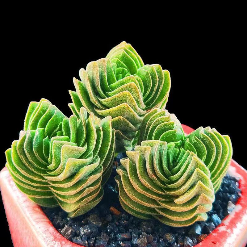 Crassula 'Buddha's Temple'