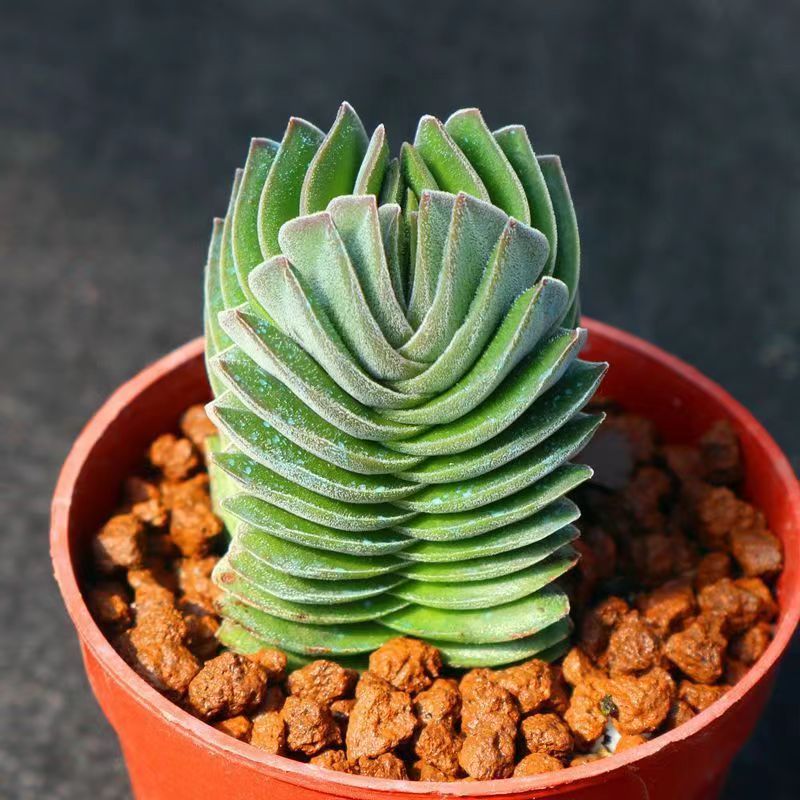 Crassula 'Buddha's Temple'